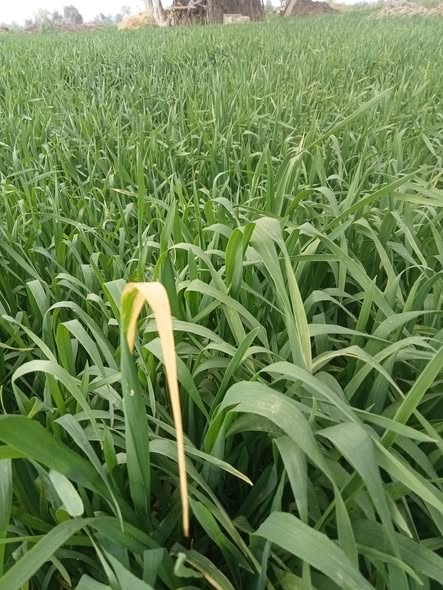 السلام عليكم
قمح 95 ليه بعض الورقه بالشكل ده رغم راشش اكتاميل من 10 ايام 120 جرام على 3 بخاخات وراشش من يومين
تايجر فوس عالى فوسفور + رازومار + دلتا ميكروكومبى
هل يوجد مشكله